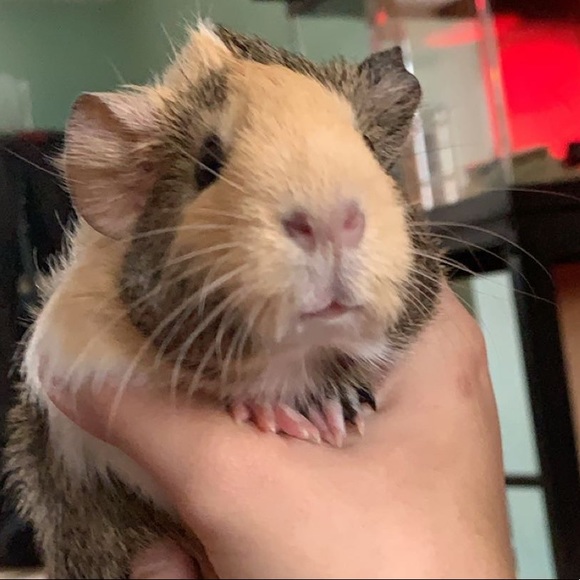 Meet your Posher, Valentinamarie - Picture 1 of 1